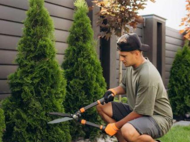 Busco jardinero para trabajos de poda y desmalezado